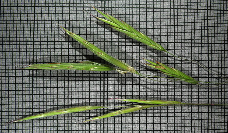 Detailed Picture 5 of Bromus pseudolaevipes