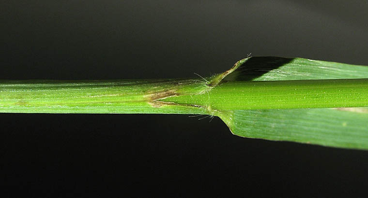 Detailed Picture 7 of Bromus pseudolaevipes