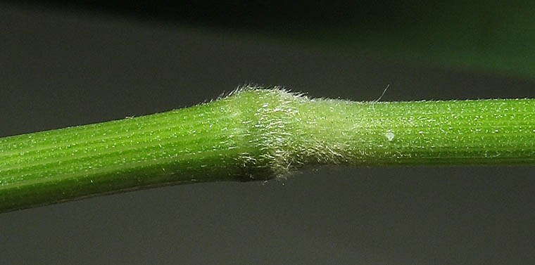 Detailed Picture 8 of Bromus pseudolaevipes