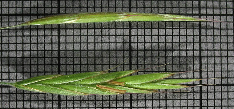 Detailed Picture 4 of Bromus pseudolaevipes
