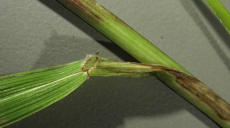 Detailed Picture 6 of Bromus pseudolaevipes