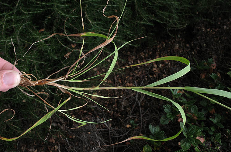 Detailed Picture 9 of Bromus pseudolaevipes