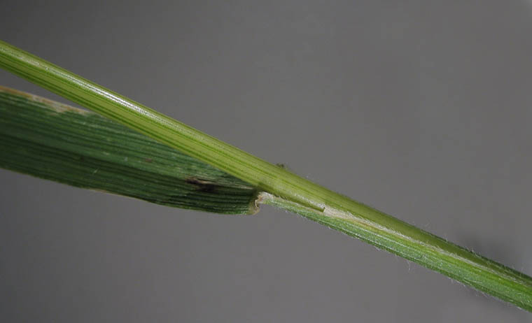 Detailed Picture 6 of Elymus glaucus ssp. glaucus