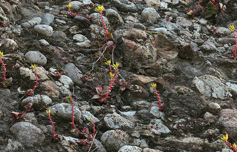 Detailed Picture 7 of Dudleya cymosa ssp. ovatifolia