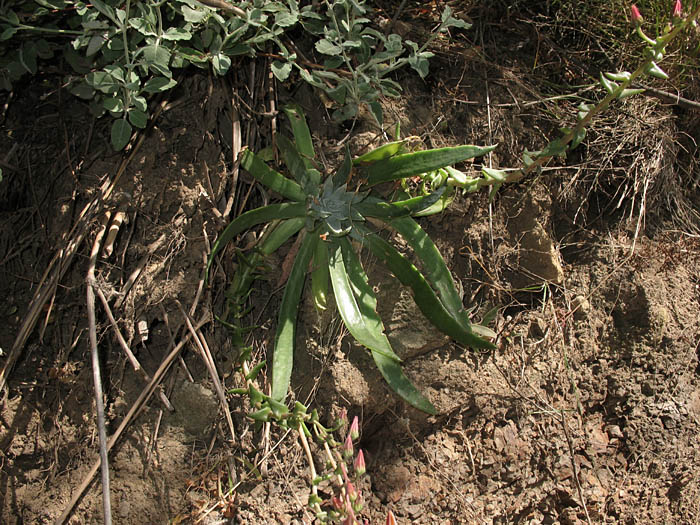 Detailed Picture 9 of Dudleya palmeri