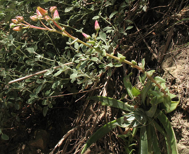 Detailed Picture 6 of Dudleya palmeri