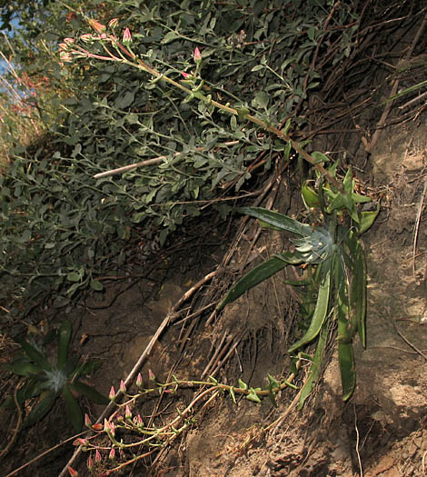 Detailed Picture 8 of Dudleya palmeri