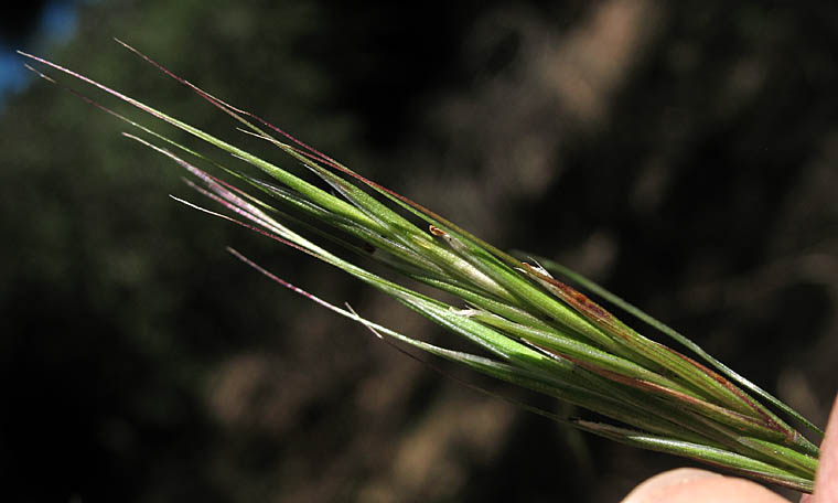 Detailed Picture 1 of Bromus madritensis