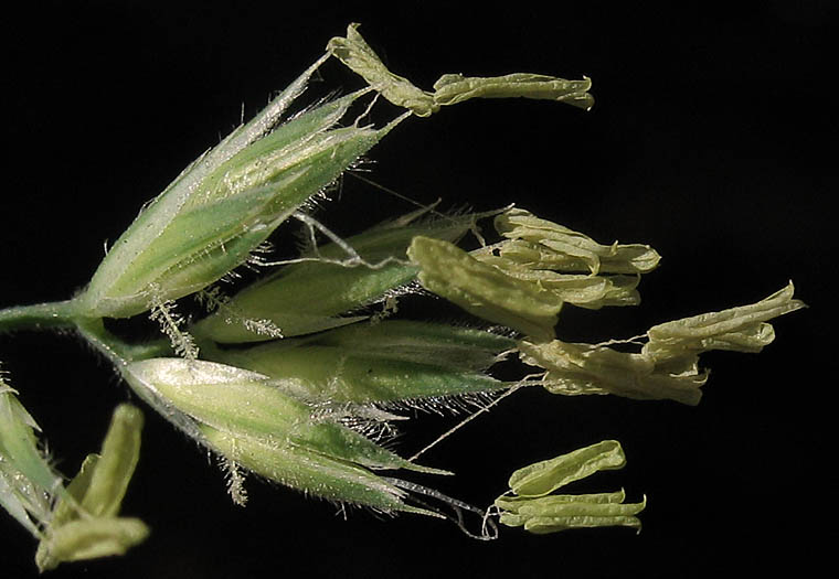 Detailed Picture 1 of Dactylis glomerata