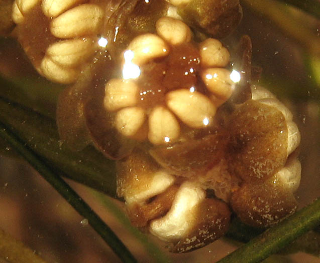 Detailed Picture 1 of Stuckenia pectinata