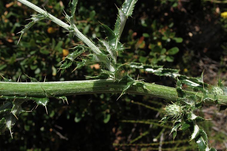 Detailed Picture 6 of Cirsium occidentale var. californicum