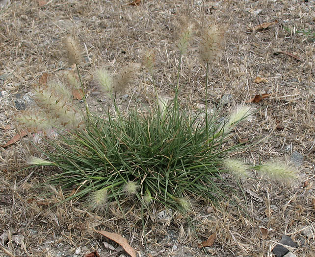 Detailed Picture 6 of Pennisetum villosum