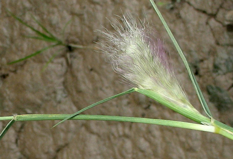Detailed Picture 4 of Pennisetum villosum