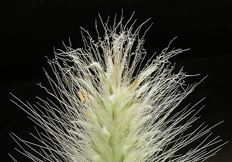 Detailed Picture 1 of Pennisetum villosum