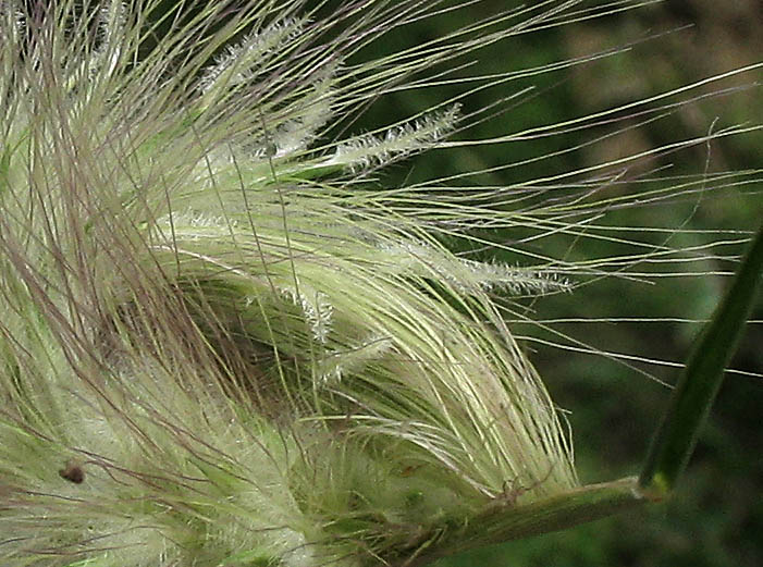 Detailed Picture 3 of Pennisetum villosum