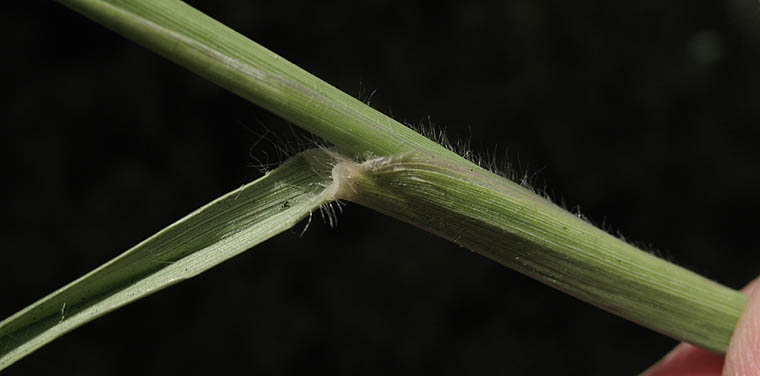 Detailed Picture 5 of Pennisetum villosum