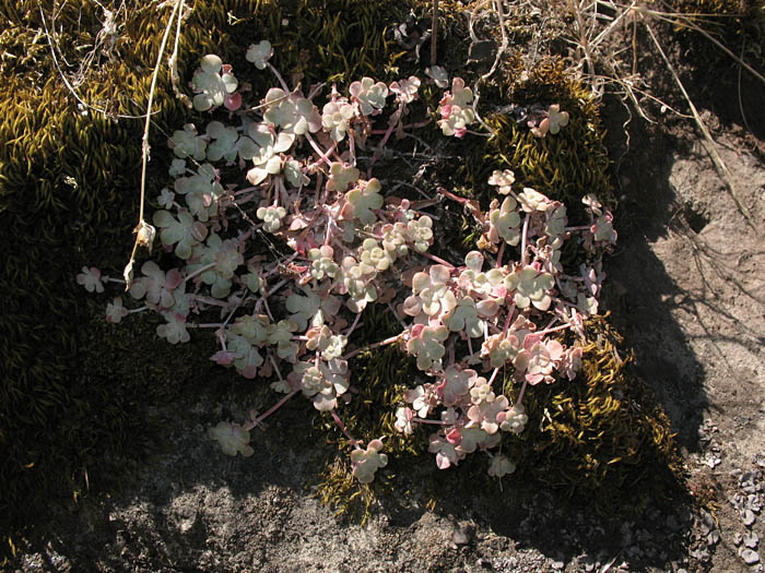Detailed Picture 4 of Sedum spathulifolium
