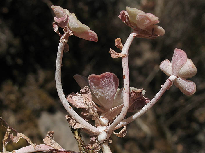 Detailed Picture 3 of Sedum spathulifolium