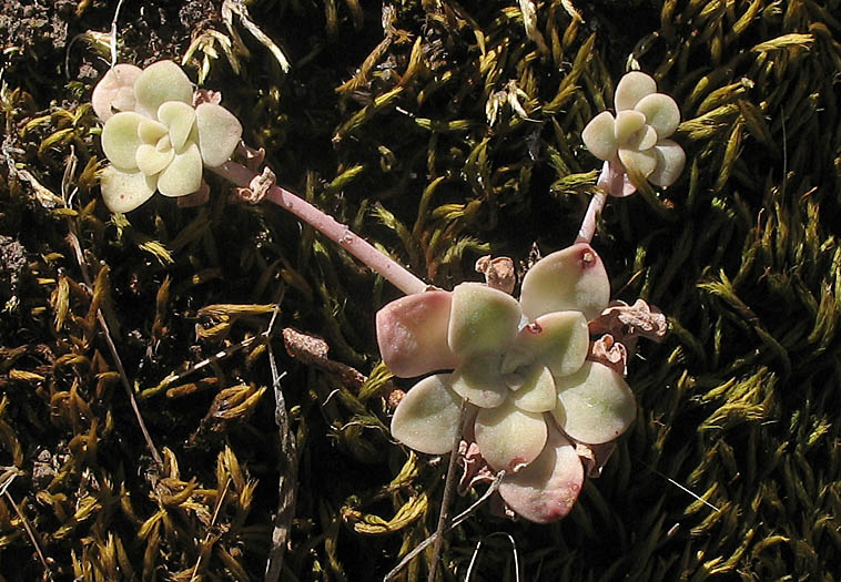 Detailed Picture 2 of Sedum spathulifolium