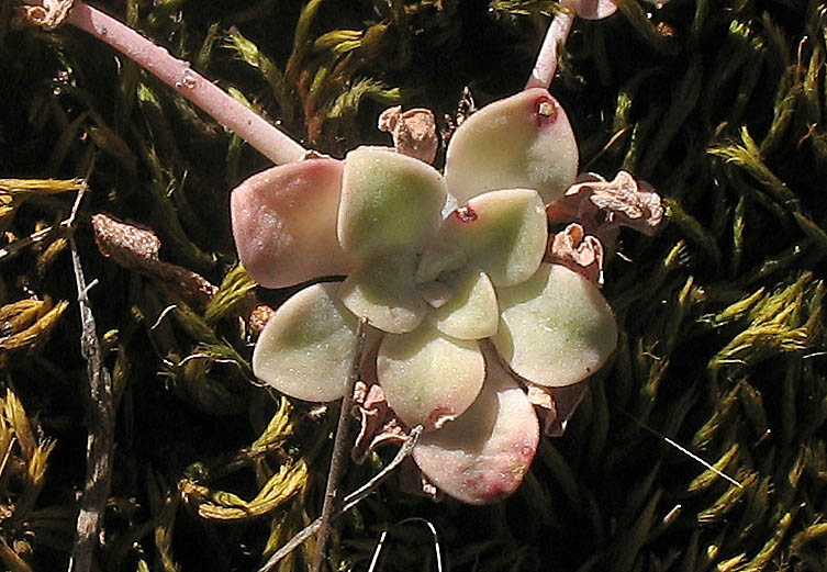 Detailed Picture 1 of Sedum spathulifolium