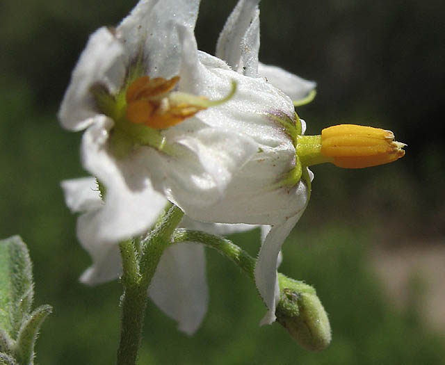 Detailed Picture 2 of Solanum douglasii