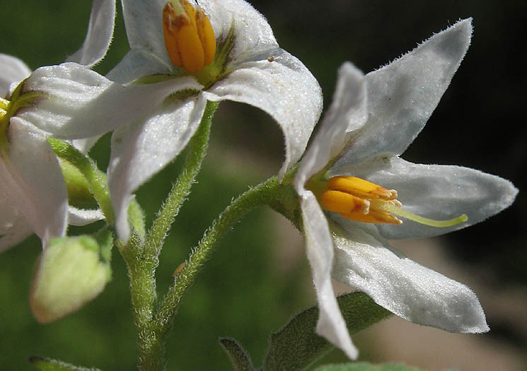 Detailed Picture 1 of Solanum douglasii