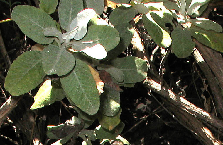 Detailed Picture 5 of Eriogonum giganteum var. giganteum