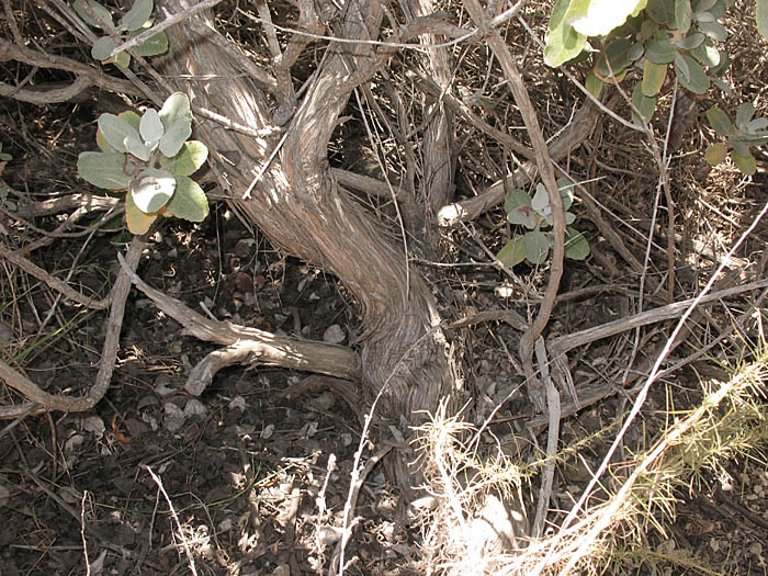 Detailed Picture 6 of Eriogonum giganteum var. giganteum