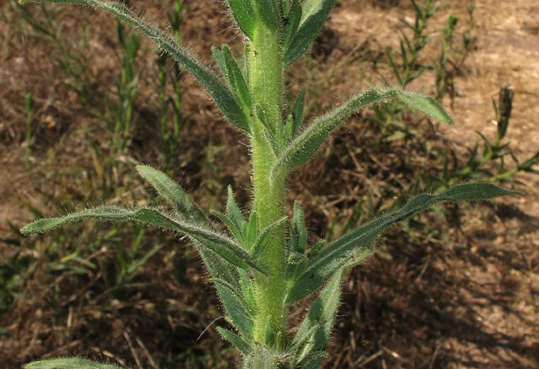Detailed Picture 6 of Madia sativa