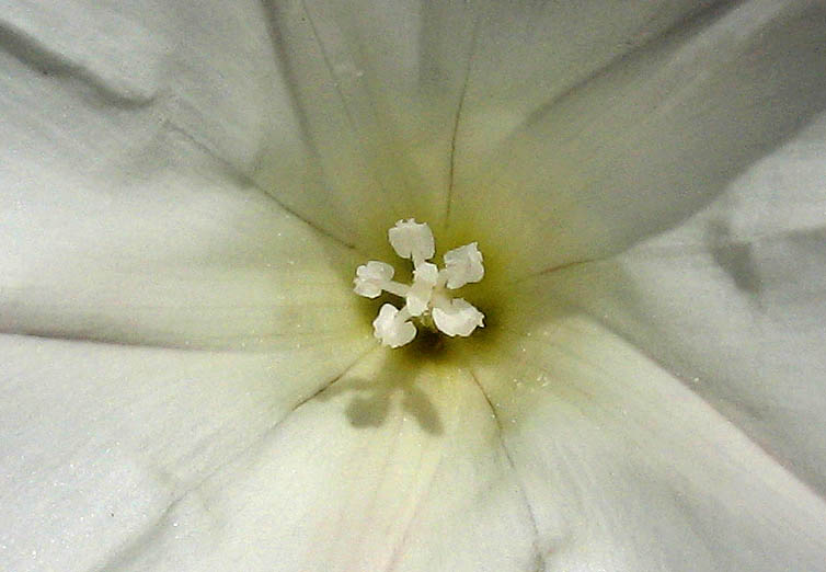 Detailed Picture 2 of Calystegia macrostegia ssp. intermedia