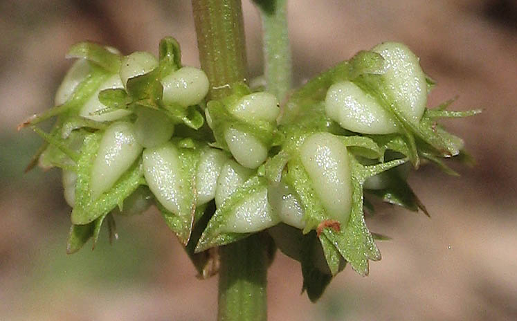 Detailed Picture 5 of Rumex persicarioides