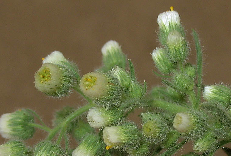 Detailed Picture 3 of Laennecia coulteri