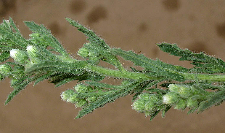 Detailed Picture 7 of Laennecia coulteri
