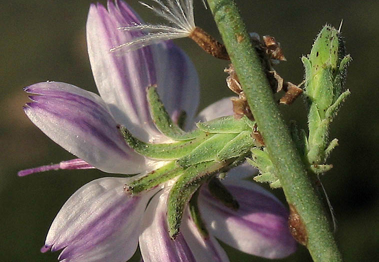 Detailed Picture 3 of Stephanomeria virgata