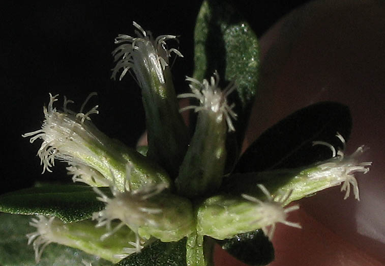 Detailed Picture 1 of Baccharis pilularis ssp. consanguinea