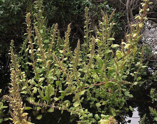 Detailed Picture 6 of Chenopodium macrospermum