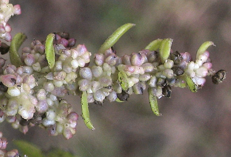 Detailed Picture 5 of Chenopodium macrospermum