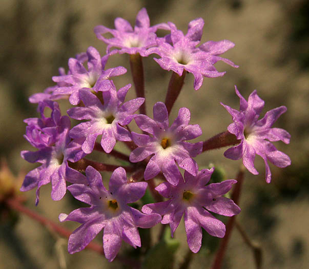 Detailed Picture 2 of Abronia umbellata ssp. umbellata