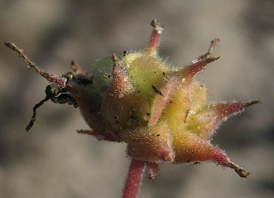 Detailed Picture 6 of Abronia umbellata ssp. umbellata