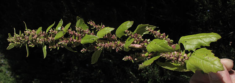 Detailed Picture 4 of Chenopodium macrospermum