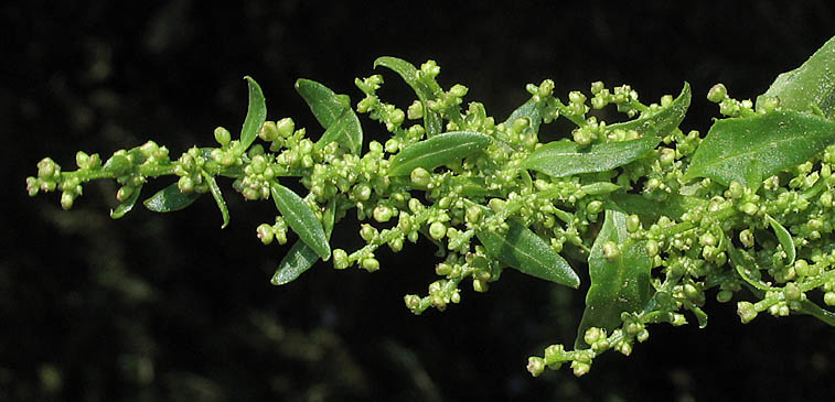 Detailed Picture 2 of Chenopodium macrospermum