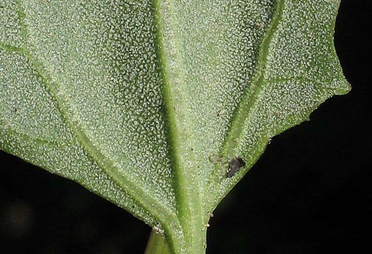Detailed Picture 8 of Chenopodium macrospermum