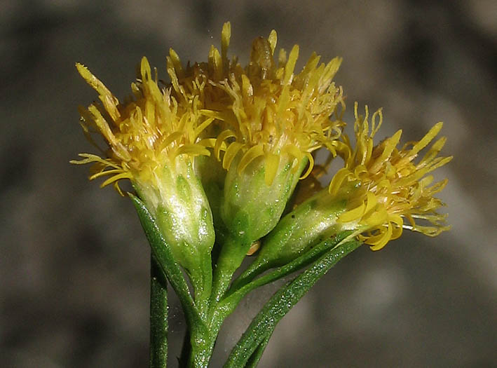 Detailed Picture 2 of Euthamia occidentalis
