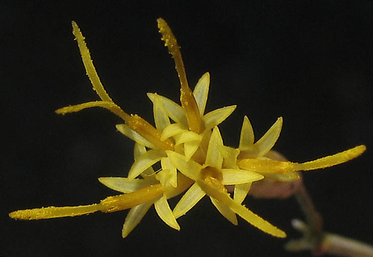 Detailed Picture 1 of Ericameria nauseosa var. mohavensis