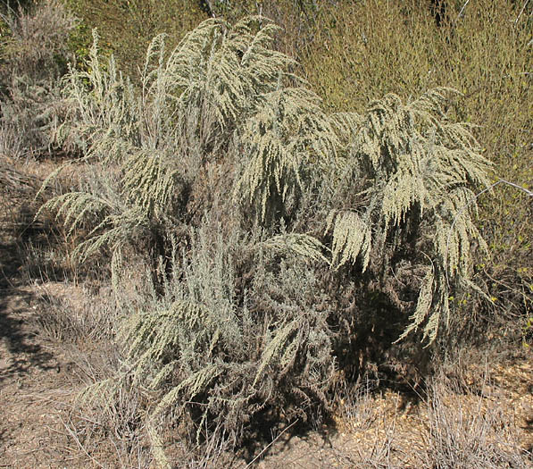 Detailed Picture 4 of Artemisia tridentata ssp. parishii