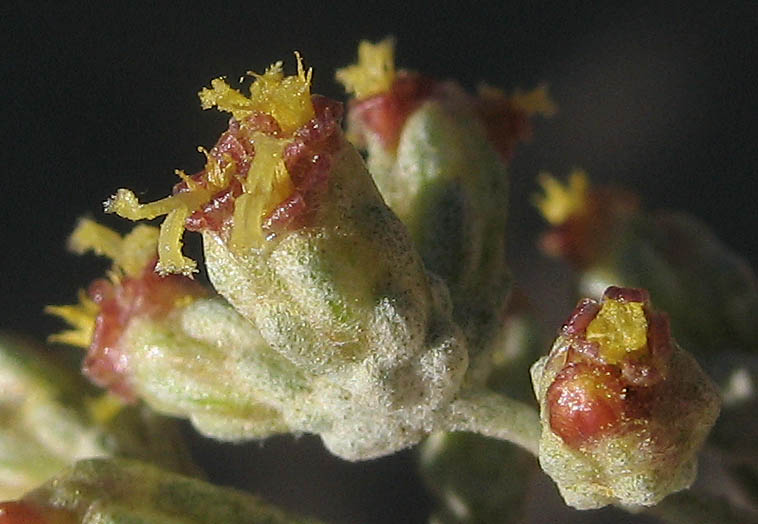 Detailed Picture 1 of Artemisia tridentata ssp. parishii