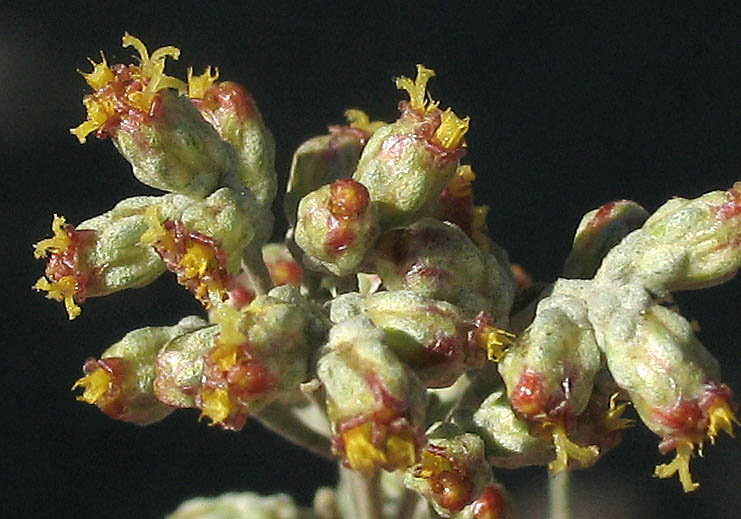 Detailed Picture 2 of Artemisia tridentata ssp. parishii