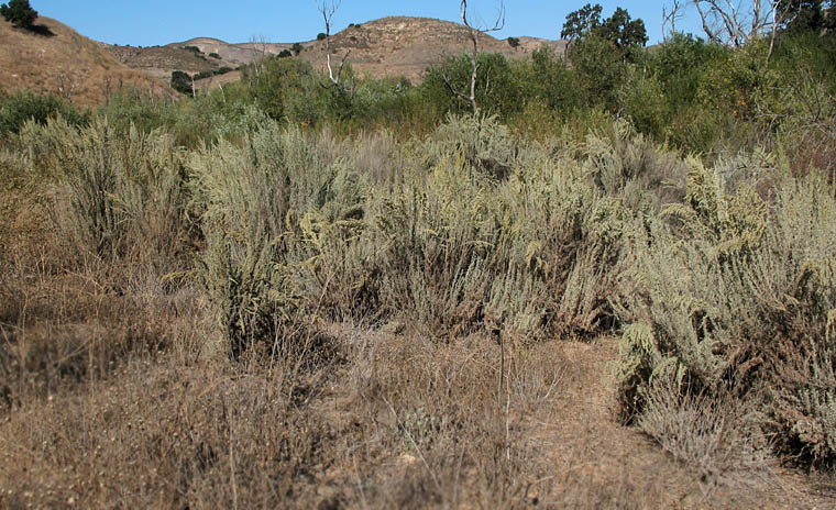 Detailed Picture 5 of Artemisia tridentata ssp. parishii