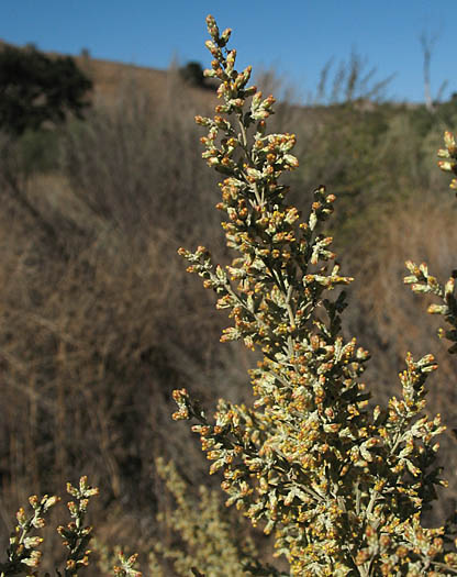 Detailed Picture 3 of Artemisia tridentata ssp. parishii