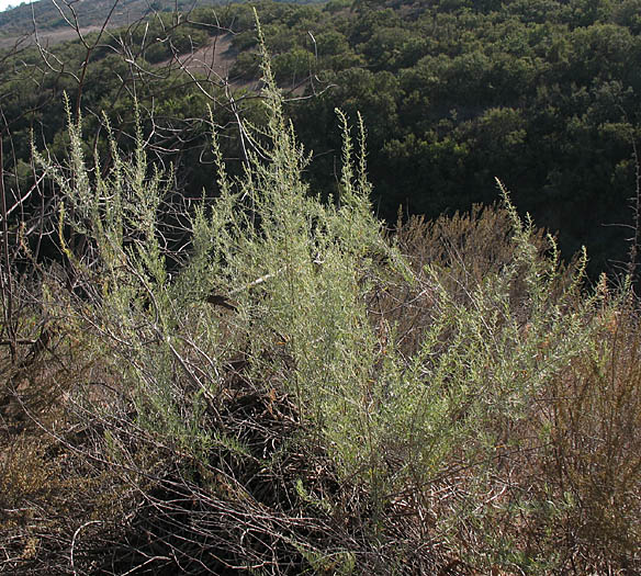 Detailed Picture 8 of Atriplex canescens var. canescens